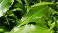 Green leaf with waterdrops after rain Royalty Free Stock Photo