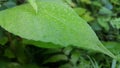 Green leaf with waterdrops after rain Royalty Free Stock Photo