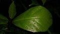 Green leaf with waterdrops after rain Royalty Free Stock Photo