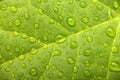 Green leaf with waterdrops Royalty Free Stock Photo