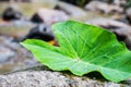 Green leaf on the waterfall rock