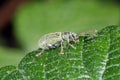 Green Leaf Weevil Phyllobius on raspberry leaf. Royalty Free Stock Photo