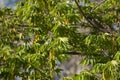 Green leaf of West Indian Cherry