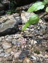 A green leaf Wet environment a messy pebbles