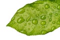 Green leaf wet with raindrops isolated on white background Royalty Free Stock Photo