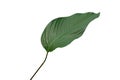 Green leaf Wheat Calathea Pleiostachya pruinosa isolated on white background, clipping path Royalty Free Stock Photo