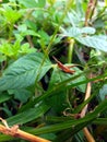 a young, wood-colored grasshopper on a wide green leaf Royalty Free Stock Photo