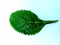 Green leaf on a white backgro