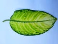 Green leaf on a white backgro