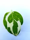 Green leaf on a white backgro
