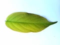 Green leaf on a white backgro