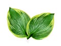 Green leaf on white background