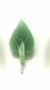 Green leaf on white background.