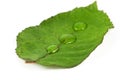 Green leaf on white background Royalty Free Stock Photo