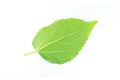 Green leaf on white background Royalty Free Stock Photo
