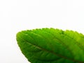 Green leaf on white background