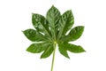 Green leaf on white background, nine leaves with stem, tropical leaf