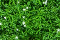 Green leaf with white flower