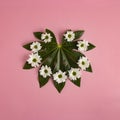 Green leaf with white flowers in the shape of a heart on a pink background. Love concept. Minimal flat lay nature Royalty Free Stock Photo