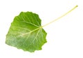 Green leaf of white poplar abele tree Royalty Free Stock Photo