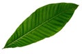 Green leaf on white