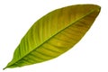 Green leaf on white