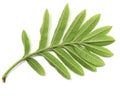 Green leaf of wild ash Royalty Free Stock Photo