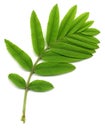Green leaf of wild ash Royalty Free Stock Photo