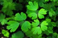 Green leaf of wild columbine, Aquilegia flavescens, Grand Teton National Park Royalty Free Stock Photo