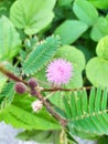 Green Leaf Wild Flower in The Morning 2