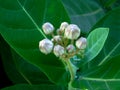 Green leaf wild flowers usually grow naturally