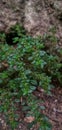 Green leaf wild plants in the yard