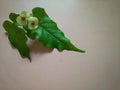 Green leaf of wild Tracheophyta or Vascular plant with Euphorbia flowers