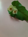 Green leaf of wild Tracheophyta or Vascular plant with Euphorbia flowers