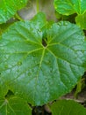 Green leaf of wildplant with raindrop