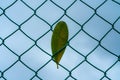 Green leaf on a wire mesh fence