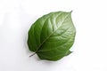 A green leaf with the word betel on it AI generation