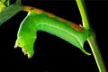 Green leaf worm