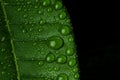 Closeup green leaf (Pachira aquatica) with rain drops in black background, nature