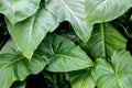 Green leaf Xanthosoma elephant ear plant at garde