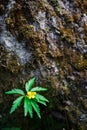 A green leaf with a yellow flower on the background of a tree bark. Royalty Free Stock Photo