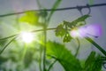 Green leaf of young grapes