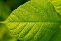 green leaf of young rose with water drops Royalty Free Stock Photo