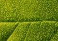 green leaf of young rose with water drops Royalty Free Stock Photo