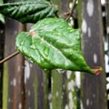 Green leafbrown branch after rainy season outside