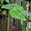 Green leafbrown branch after rainy season outside