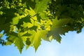 Green leafe of maple in sunny day.