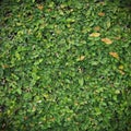 green leafe wall background