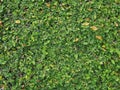 green leafe wall background Royalty Free Stock Photo