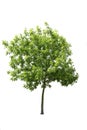 Green leafed ash tree cut out, isolated on white background Royalty Free Stock Photo